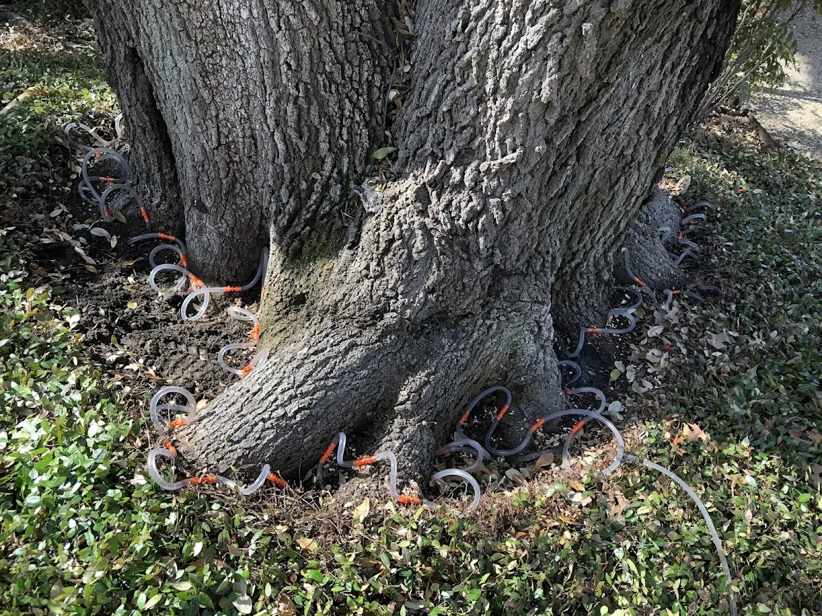 Detailed Tree Cabling and Bracing job site in Zanesfield